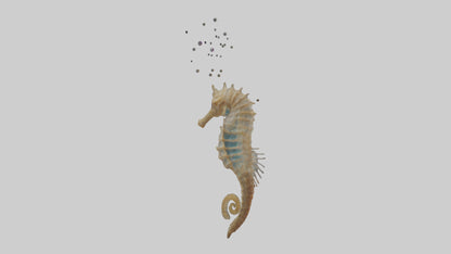 Seahorse Lungs 3D model