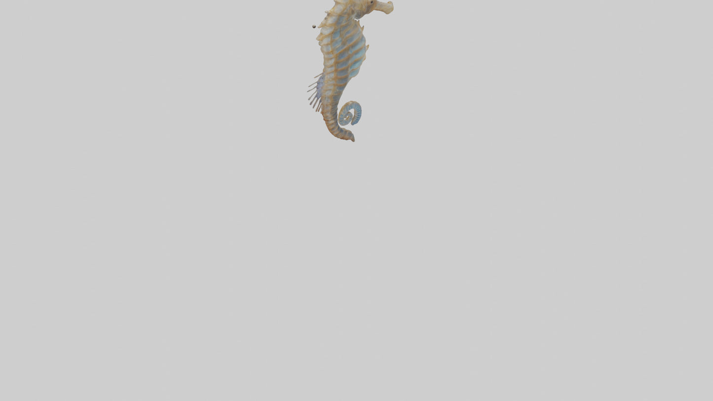 Seahorse Lungs 3D model