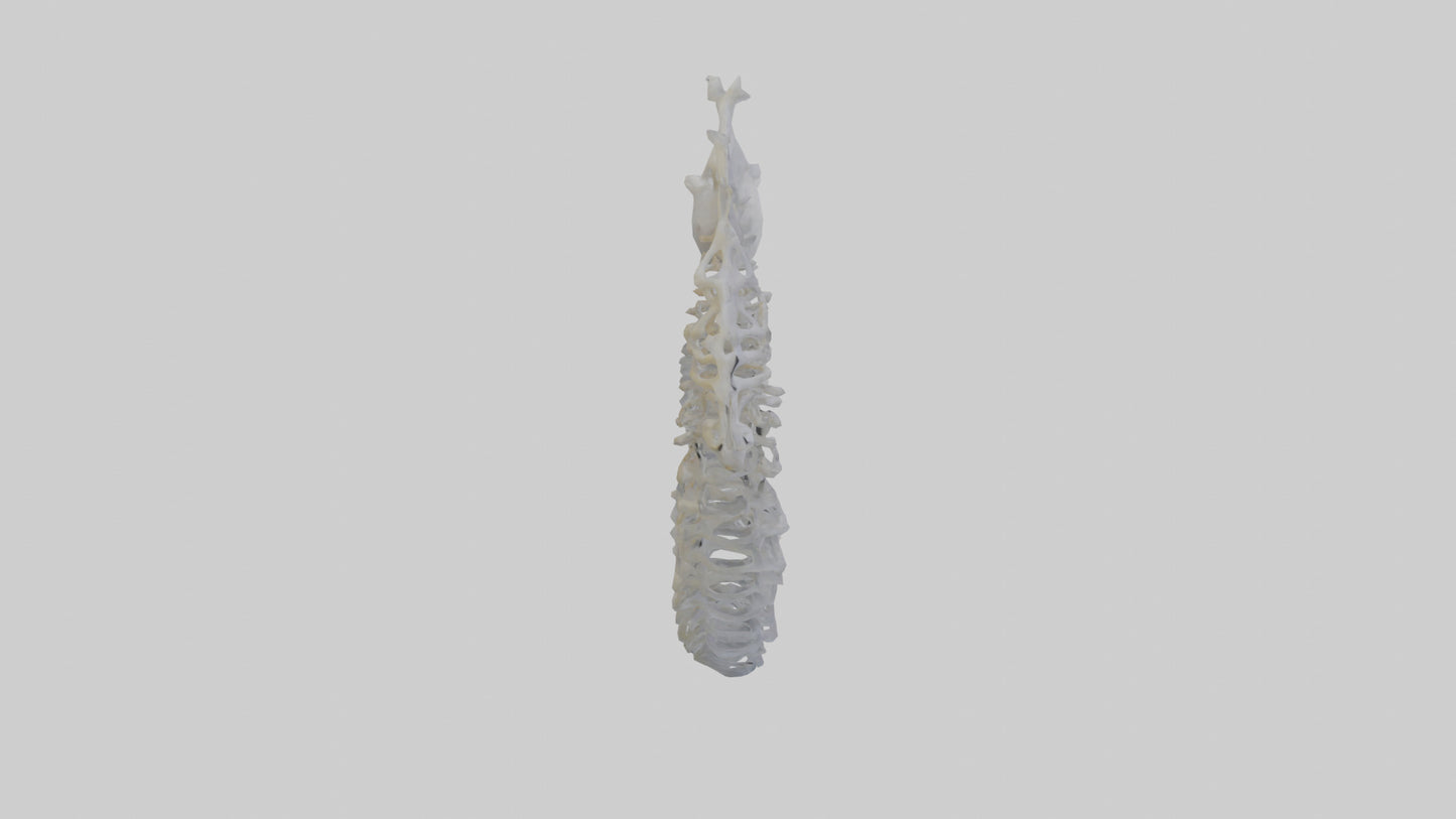 3D model Seahorse Rib VR / AR / low-poly