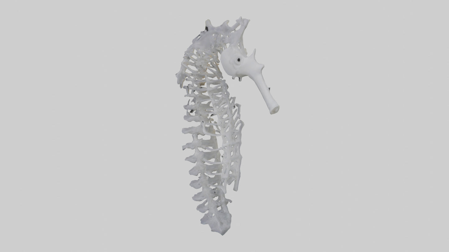 3D model Seahorse Rib VR / AR / low-poly