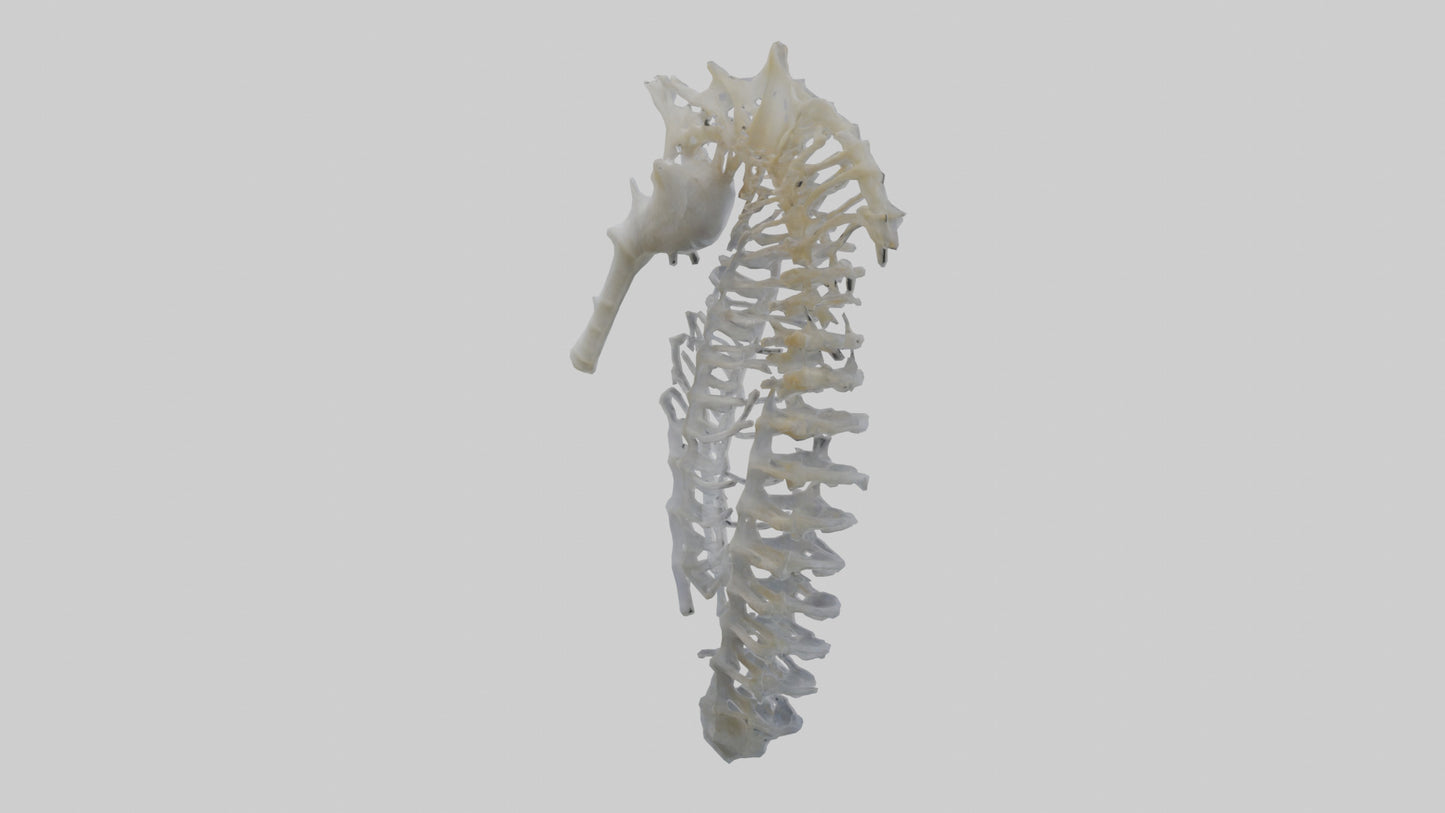 3D model Seahorse Rib VR / AR / low-poly