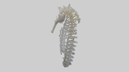 3D model Seahorse Rib VR / AR / low-poly