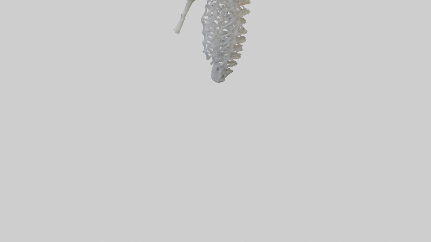 3D model Seahorse Rib VR / AR / low-poly