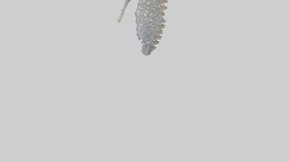 3D model Seahorse Rib VR / AR / low-poly