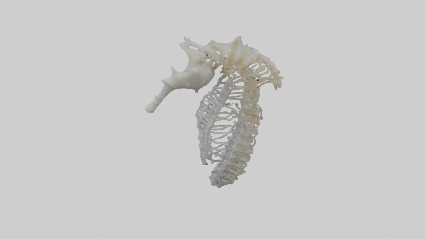 3D model Seahorse Rib VR / AR / low-poly