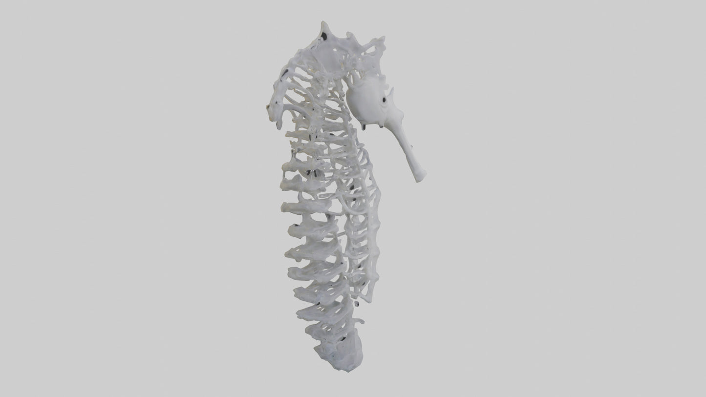 3D model Seahorse Rib VR / AR / low-poly