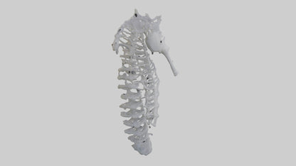 3D model Seahorse Rib VR / AR / low-poly