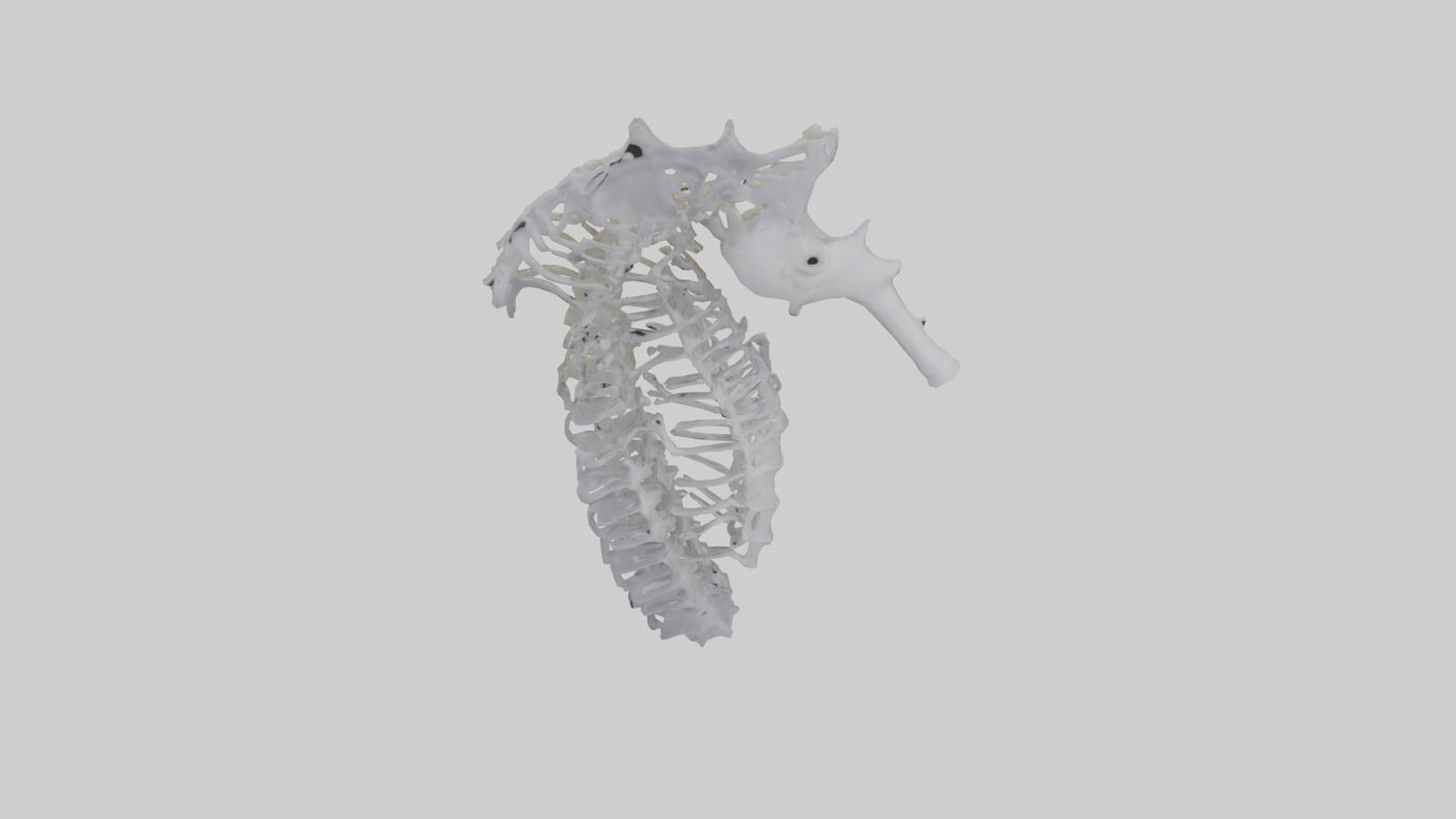 3D model Seahorse Rib VR / AR / low-poly