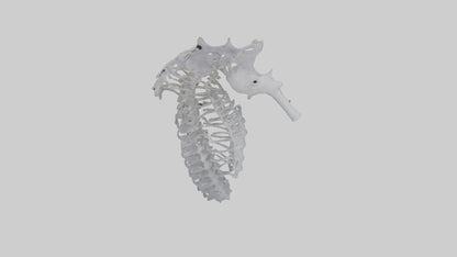 3D model Seahorse Rib VR / AR / low-poly