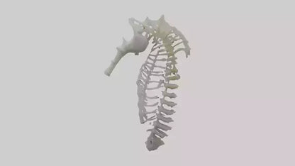 3D model Seahorse Rib VR / AR / low-poly