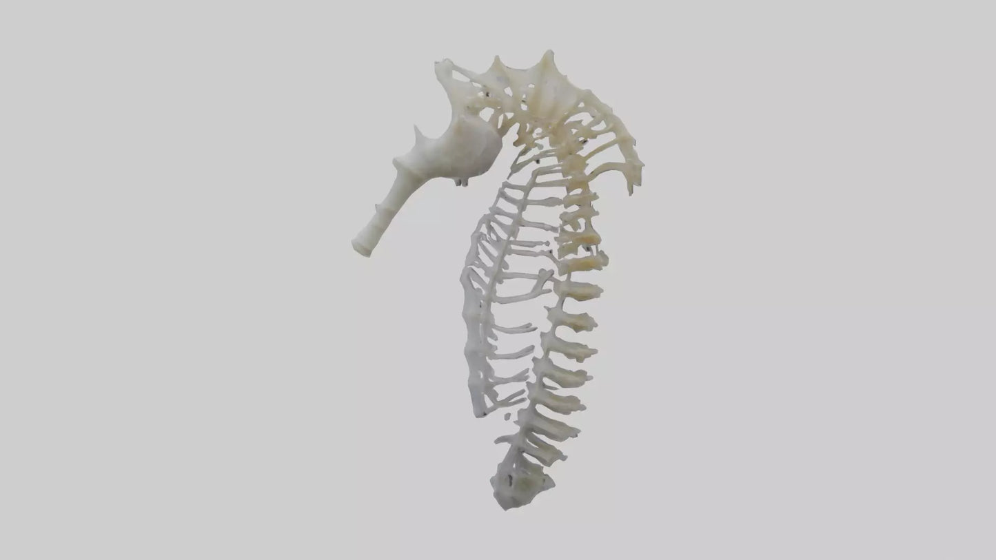 3D model Seahorse Rib VR / AR / low-poly