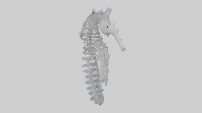 3D model Seahorse Rib VR / AR / low-poly