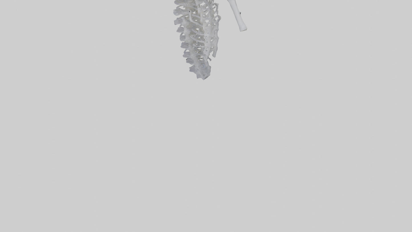 3D model Seahorse Rib VR / AR / low-poly