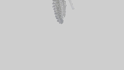 3D model Seahorse Rib VR / AR / low-poly