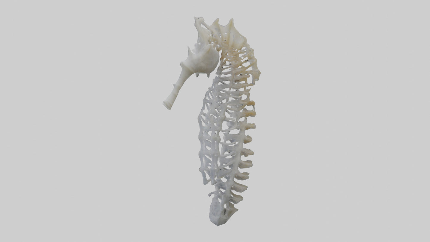 3D model Seahorse Rib VR / AR / low-poly