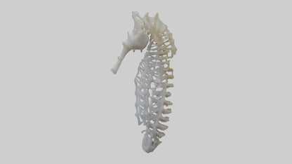 3D model Seahorse Rib VR / AR / low-poly