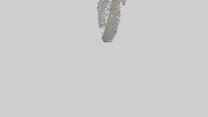3D model Seahorse Rib VR / AR / low-poly