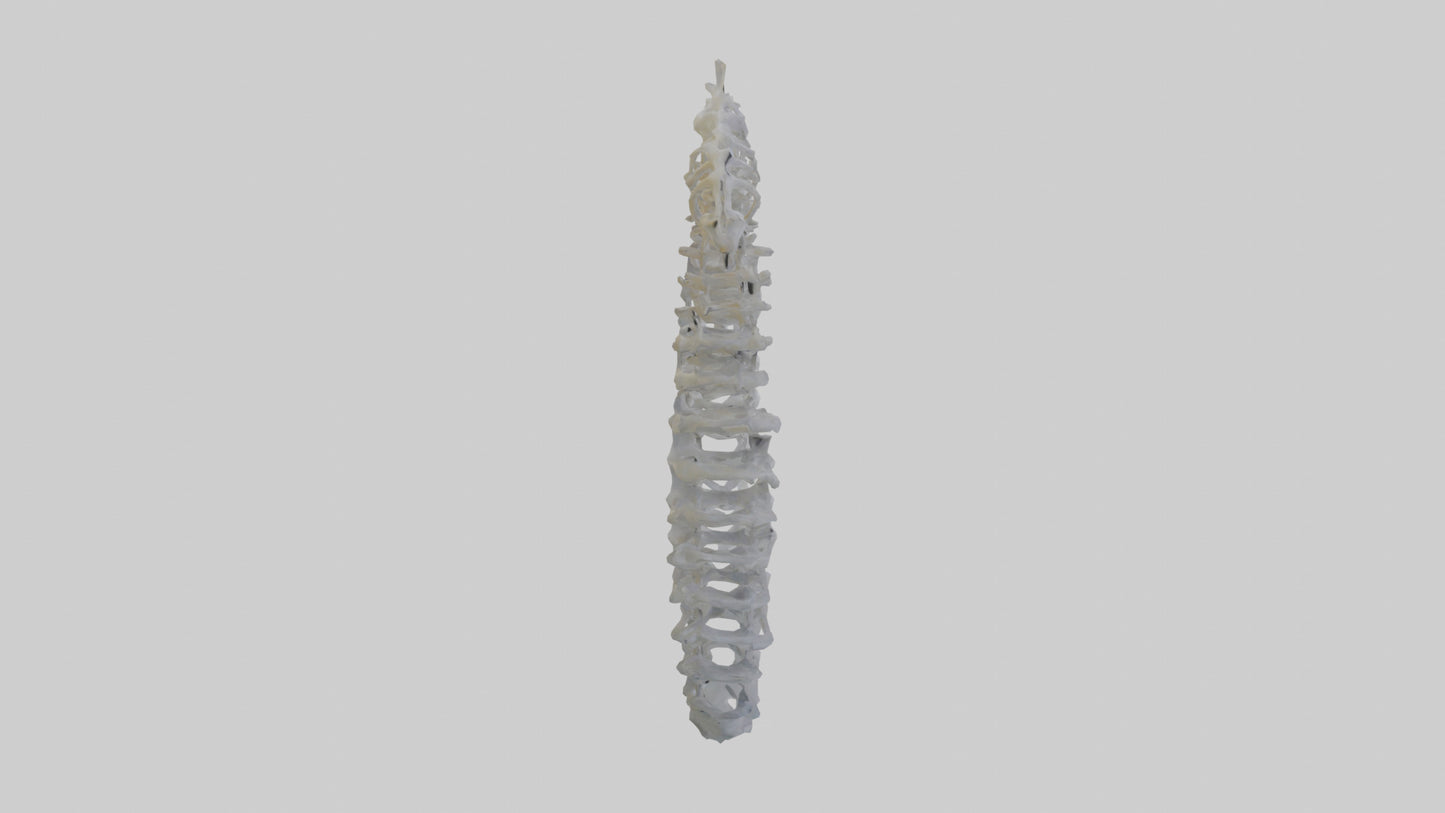 3D model Seahorse Rib VR / AR / low-poly
