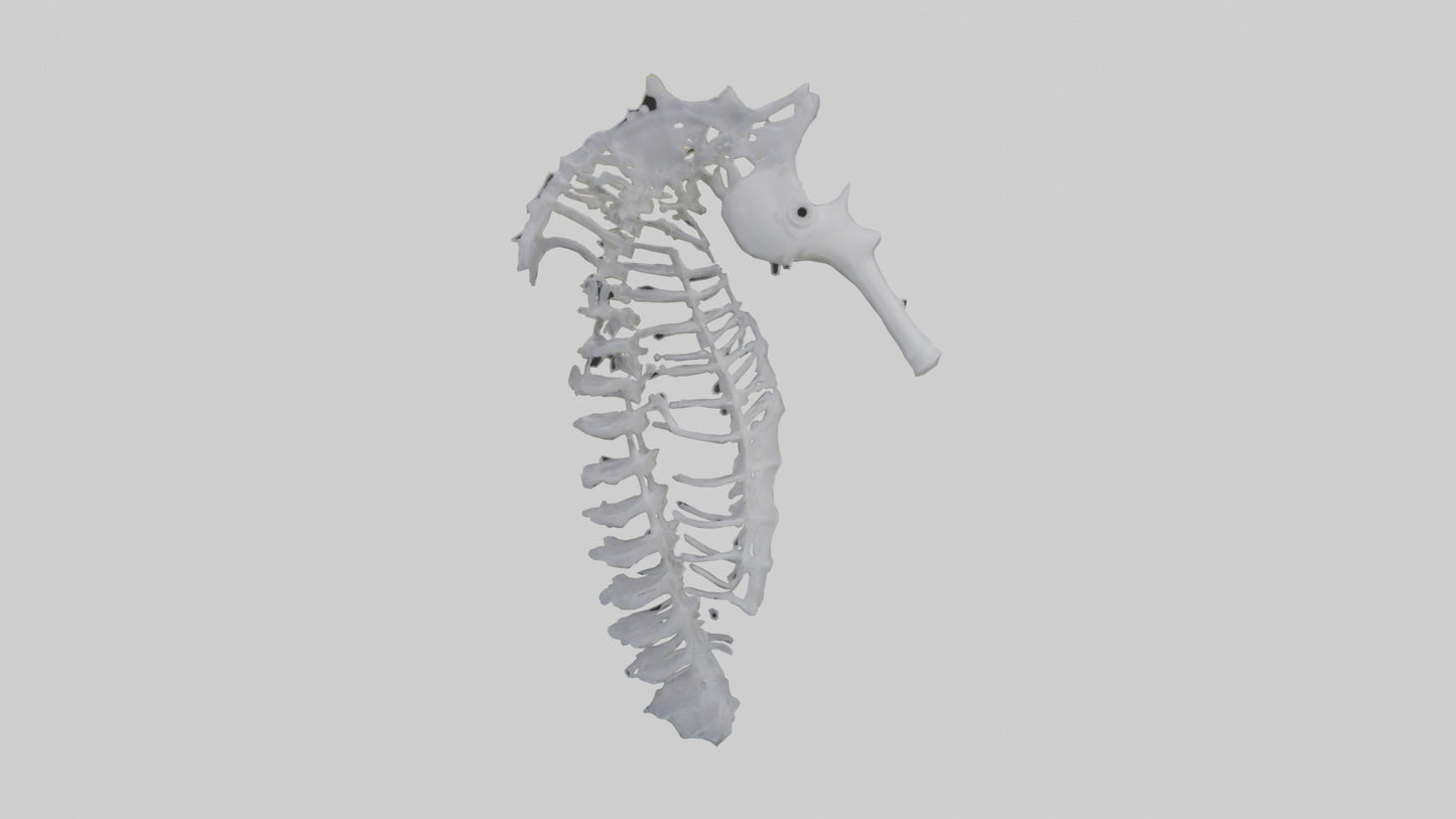 3D model Seahorse Rib VR / AR / low-poly