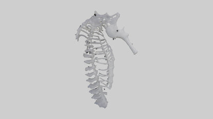 3D model Seahorse Rib VR / AR / low-poly