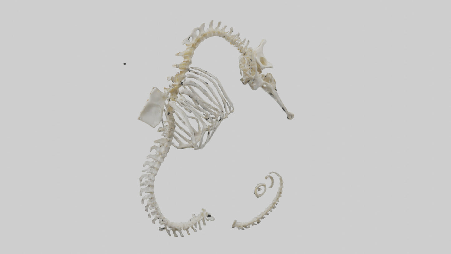 Seahorse Skeleton model 3D model