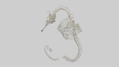 Seahorse Skeleton model 3D model