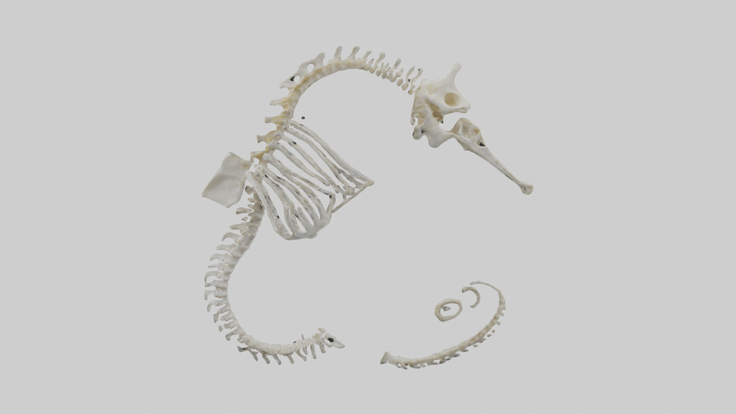 Seahorse Skeleton model 3D model