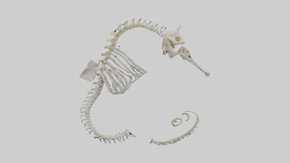 Seahorse Skeleton model 3D model