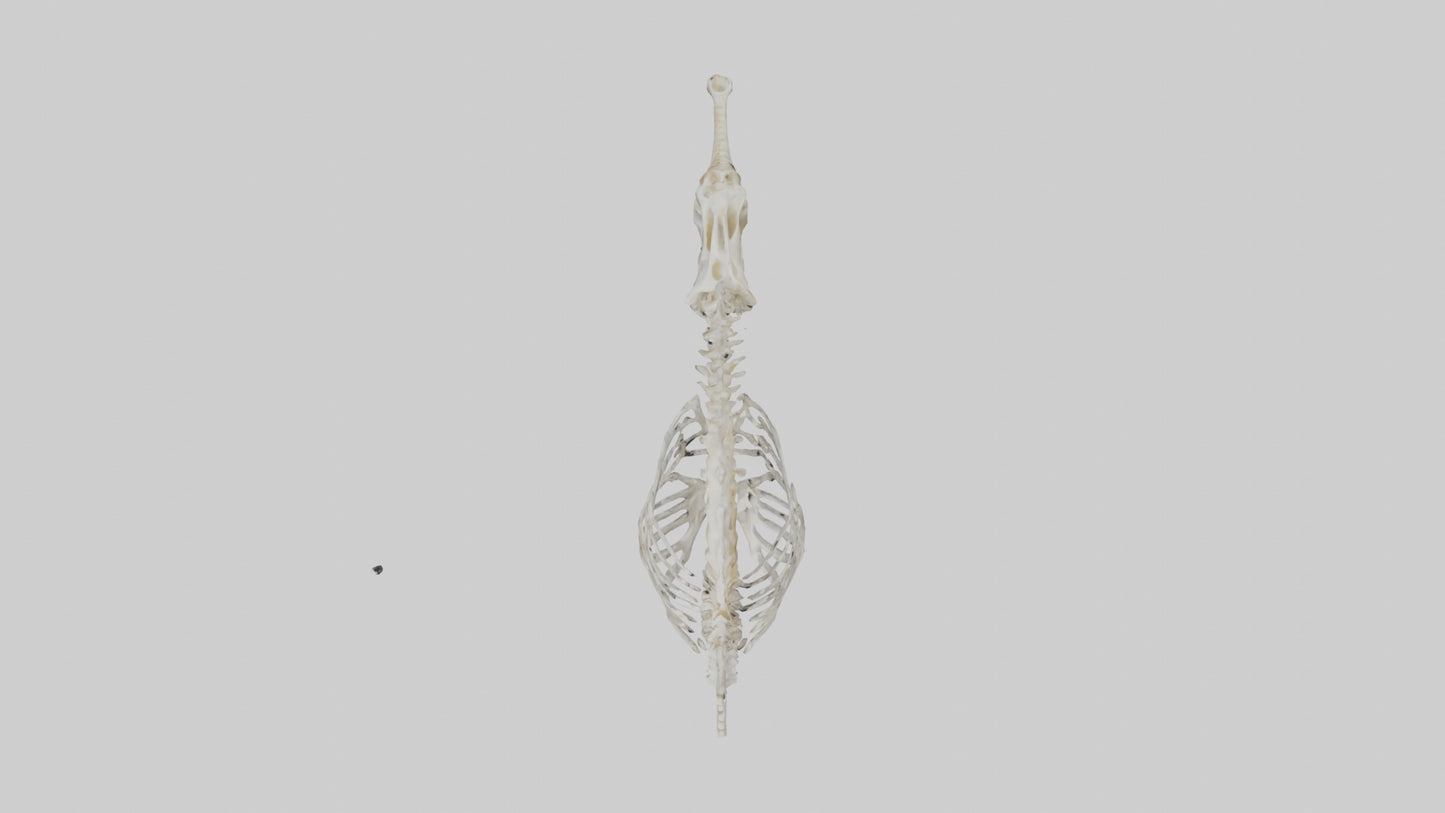 Seahorse Skeleton model 3D model