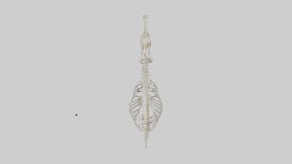 Seahorse Skeleton model 3D model