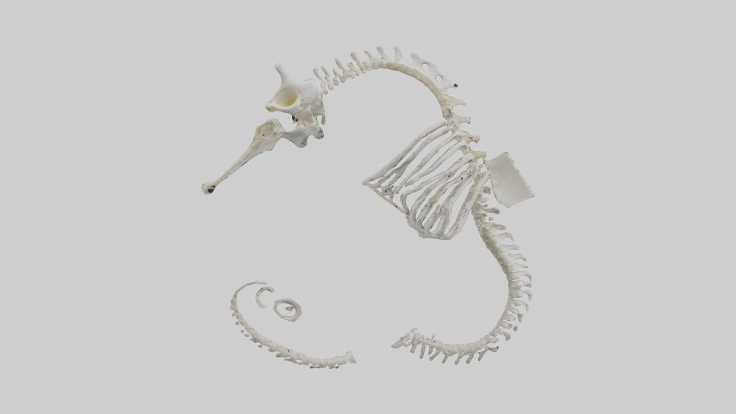 Seahorse Skeleton model 3D model