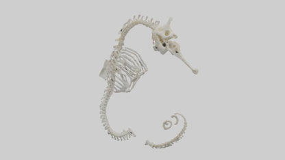 Seahorse Skeleton model 3D model
