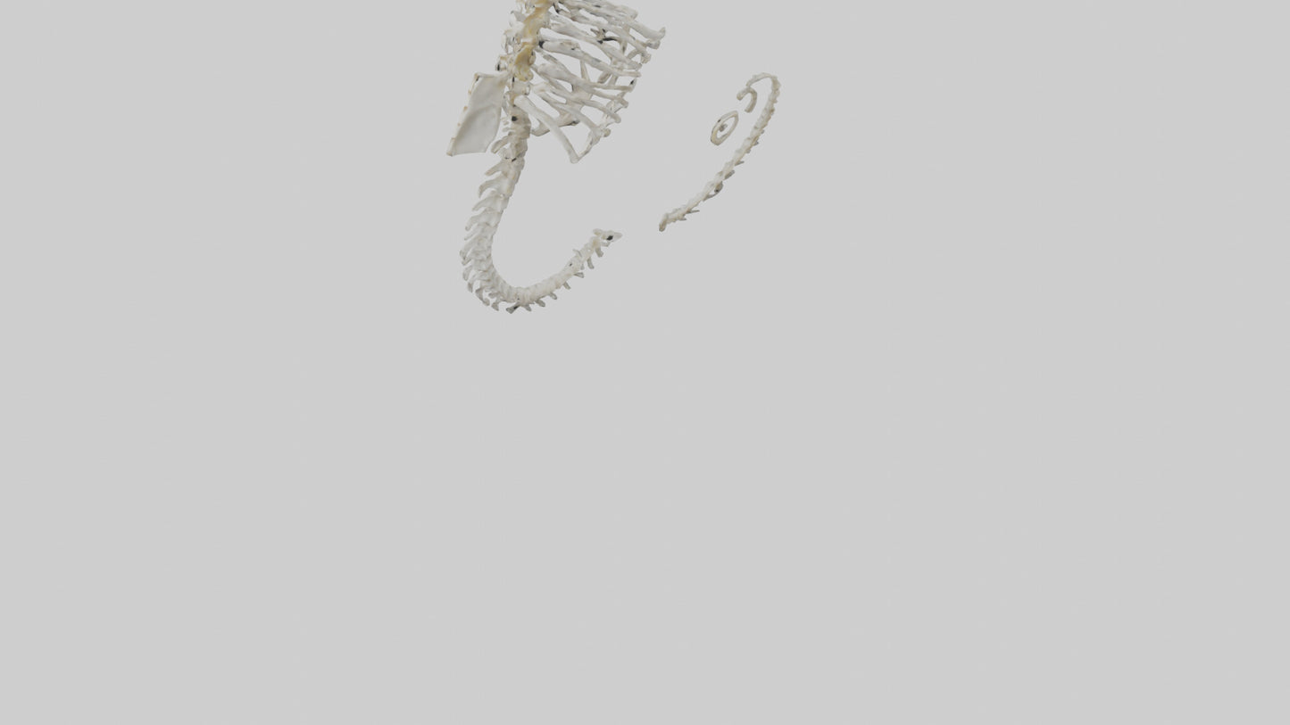 Seahorse Skeleton model 3D model