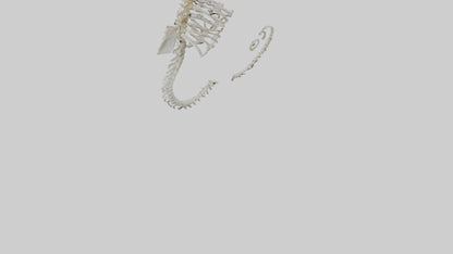 Seahorse Skeleton model 3D model