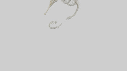 Seahorse Skeleton model 3D model