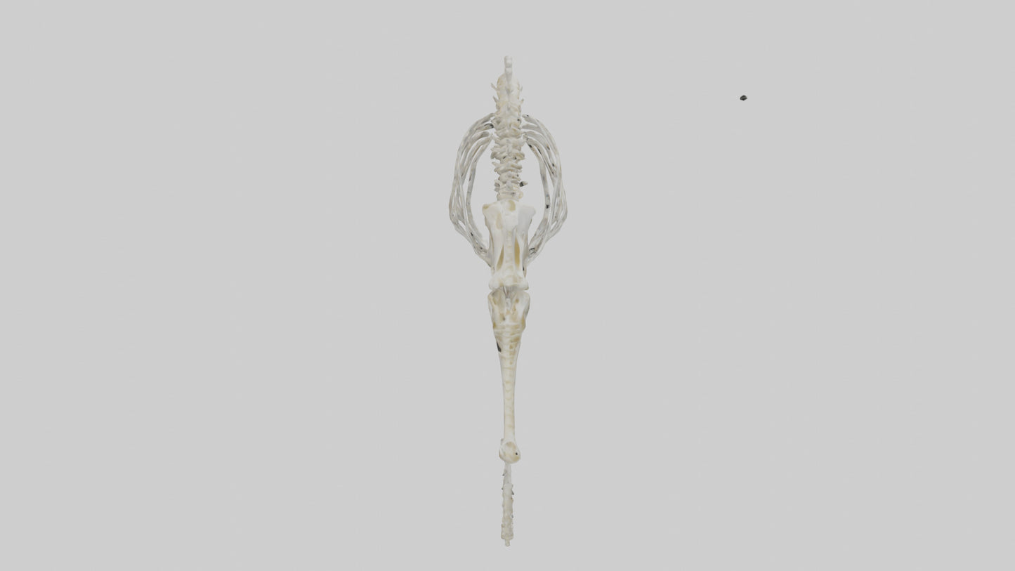 Seahorse Skeleton model 3D model