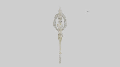 Seahorse Skeleton model 3D model