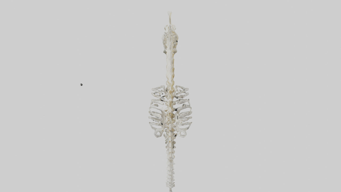 Seahorse Skeleton model 3D model