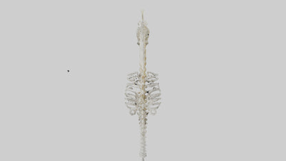 Seahorse Skeleton model 3D model
