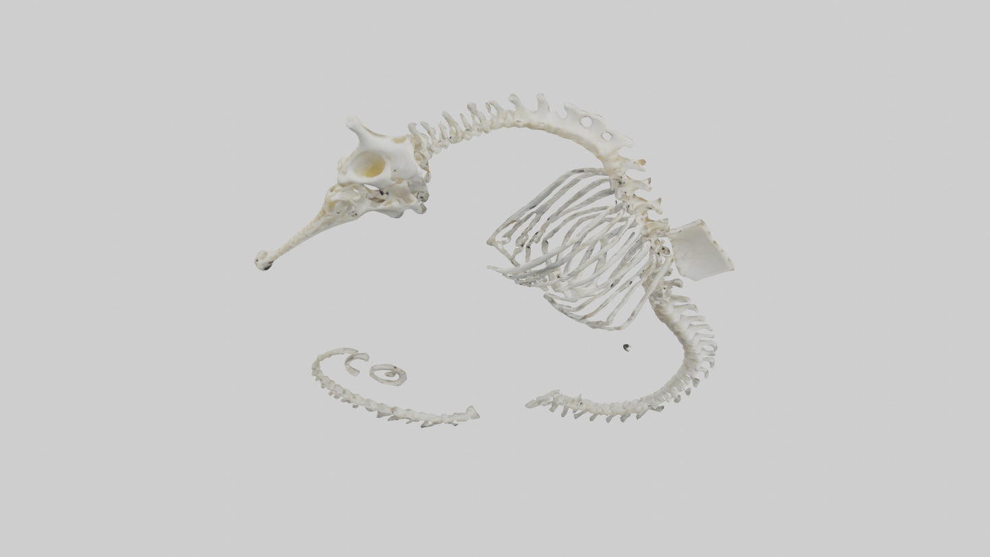 Seahorse Skeleton model 3D model
