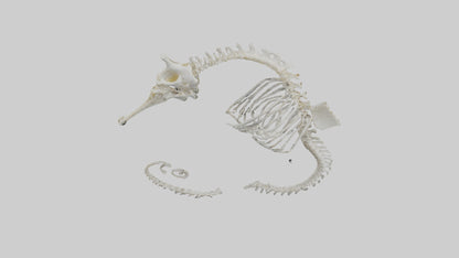 Seahorse Skeleton model 3D model