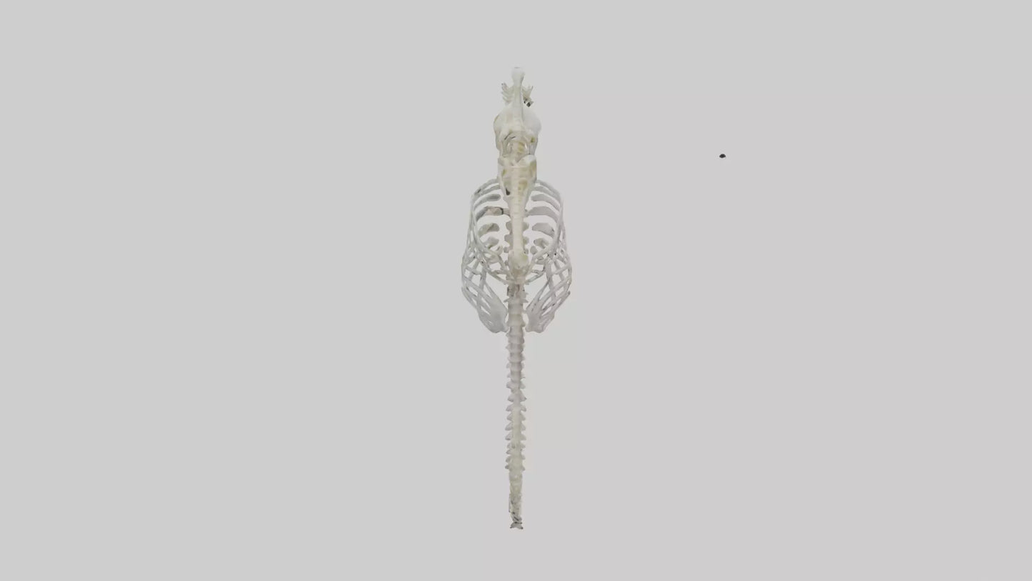 Seahorse Skeleton model 3D model