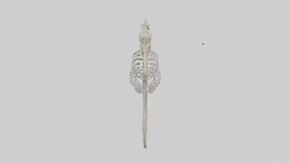 Seahorse Skeleton model 3D model
