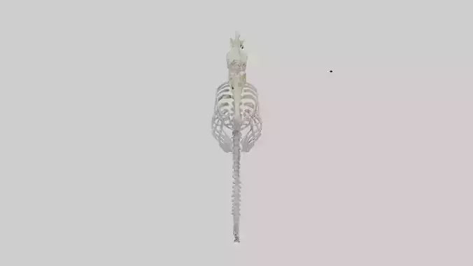 Seahorse Skeleton model 3D model