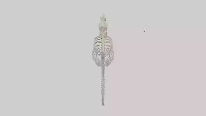 Seahorse Skeleton model 3D model
