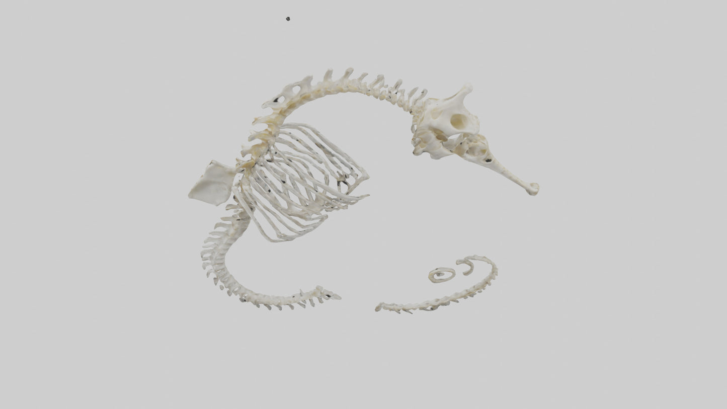 Seahorse Skeleton model 3D model