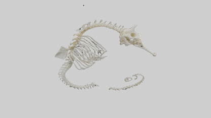 Seahorse Skeleton model 3D model