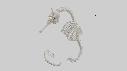 Seahorse Skeleton model 3D model