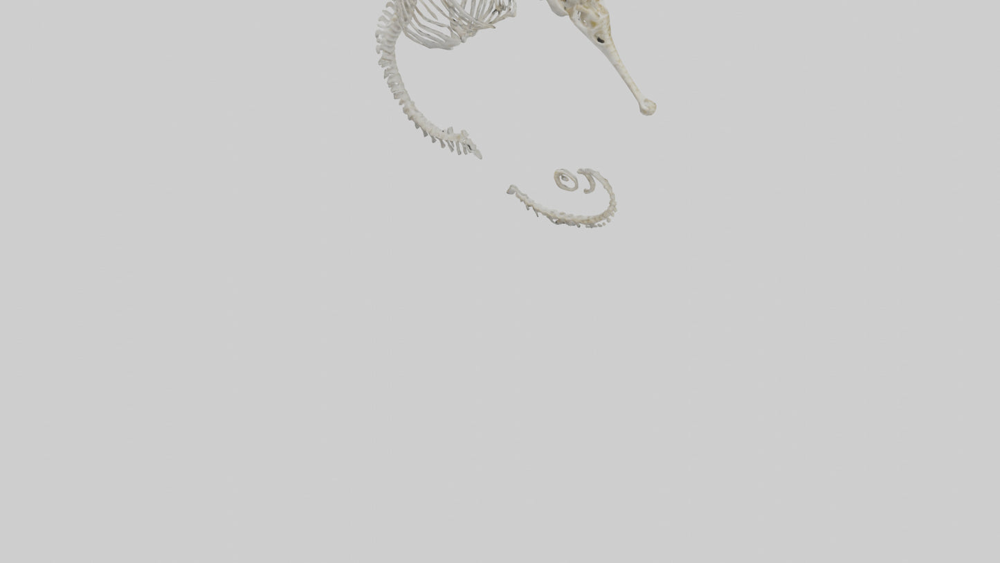 Seahorse Skeleton model 3D model