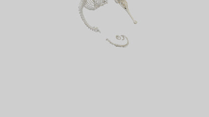 Seahorse Skeleton model 3D model